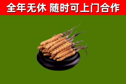 七星区烟酒回收冬虫夏草.jpg